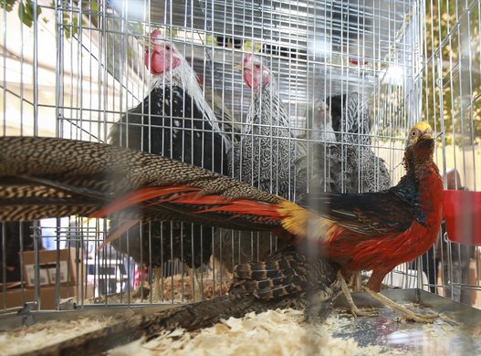 بالصور.. واصبح للدجاج ملكة جمال!